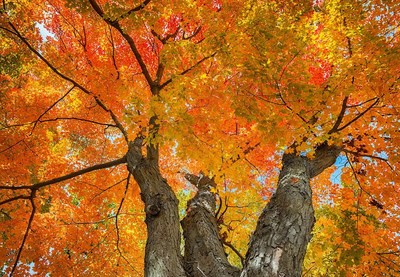Fall trees outside of Virginia Beach, VA