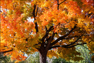 Autumn tree in Norfolk, VA