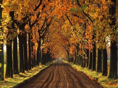 Tree lined road in Williamsburg, VA