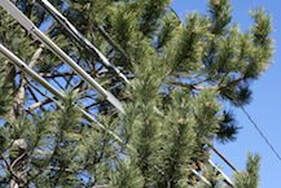 Pine tree limbs growing into power lines