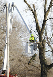 Tree removal using a bucket truck