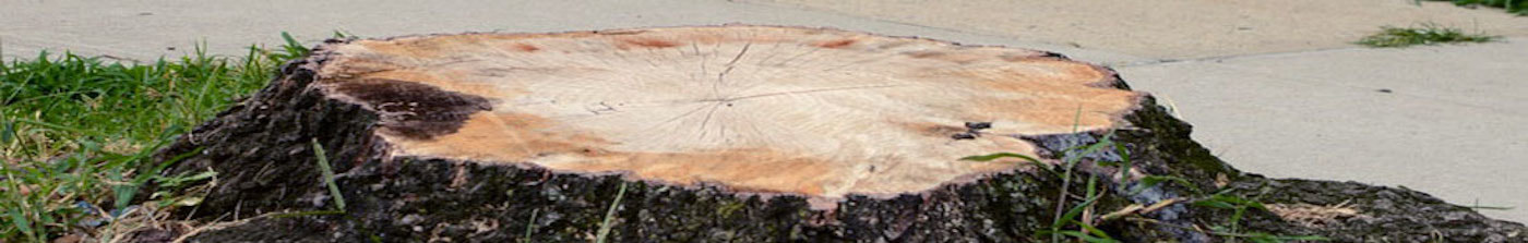 Tree Stump Virginia Beach
